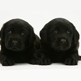 Black Goldador Retriever pups