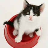 Black-and-white kitten in a food bowl