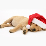 Dog: Retriever pup asleep with Santa hat photo WP13120