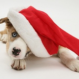 Border Collie pup wearing a Santa hat