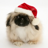 Pekingese pup wearing Santa hat