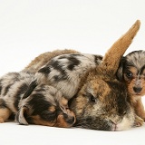 Dachshund pups with rabbit