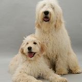 Labradoodle pair