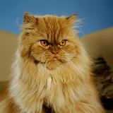 Red tabby Persian male cat