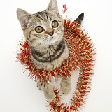 Brown Spotted British Shorthair kitten with tinsel