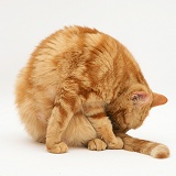 Red tabby British Shorthair cat licking her tail