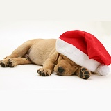 Sleepy Golden Retriever pup wearing a Santa hat