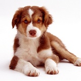 Red tricolour Border Collie dog pup