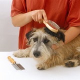 Terrier being groomed