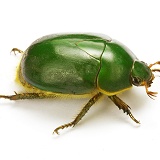 Green fruit beetle