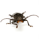 Tropical beetle