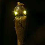 Luminous click beetle