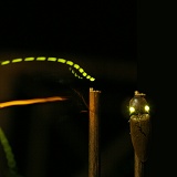 Luminous click beetle take off