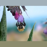 Common Carder Bee