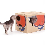 Cardboard box with holes for kittens to play in
