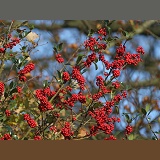 Holly berries with beech