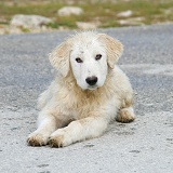 Maremma Sheepdog pup