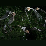 Insectivorous bats in flight