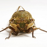 Trinidad cicada