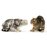 Silver Exotic cat meets Brown tabby cat