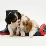 King Charles pups and wellies