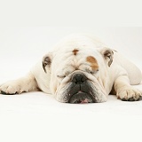 Red-and-white Bulldog asleep with chin on floor