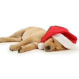 Retriever pup asleep with Santa hat