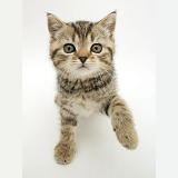 Tabby kitten lifting a paw up