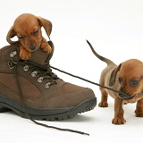Dachshund pups playing with a shoe
