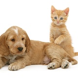 Golden Cocker Spaniel puppy and ginger kitten