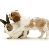 King Charles puppy with fawn Dutch rabbit