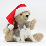 Grey-and-white kitten with teddy in Santa hat