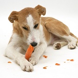 Lurcher chewing a carrot