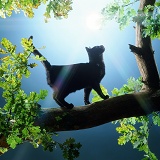 Black cat on oak branch in bright sunlight