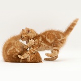 British Shorthair Red tabby kittens playing