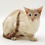 Lilac Tabby-point Siamese male cat