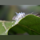 Beech Woolly Aphid