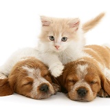 Kitten with sleepy spaniel pups