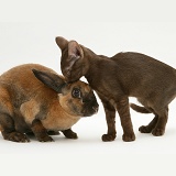 Brown Burmese-cross kitten with sooty-fawn Rex rabbit