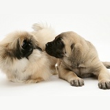 Pekingese and English Mastiff pups