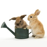 Baby rabbit in a watering can