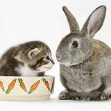 Tabby kitten in young Rex rabbit's food bowl