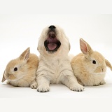Golden Retriever pup and rabbits