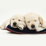 Sleepy yellow Goldador pups on a knitted slipper