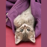 Tabby kitten in child's fleece