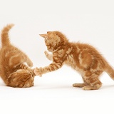Ginger kittens playing