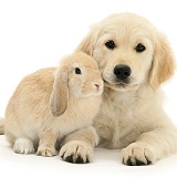 Golden Retriever pup with young Sandy Lop rabbit