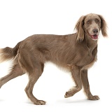 Weimaraner dog walking across