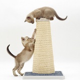 Kittens on a scratch-post