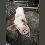 Pig asking to be fed